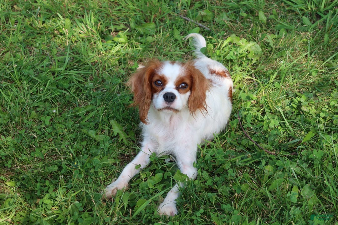 Cavalier King Charles Spaniel dogs for sale: Sage - Image 5