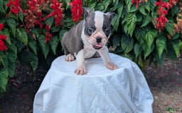 Frenchton dogs for sale: Nash - Image 4
