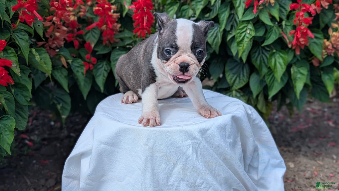 Frenchton dogs for sale: Nash - Image 4
