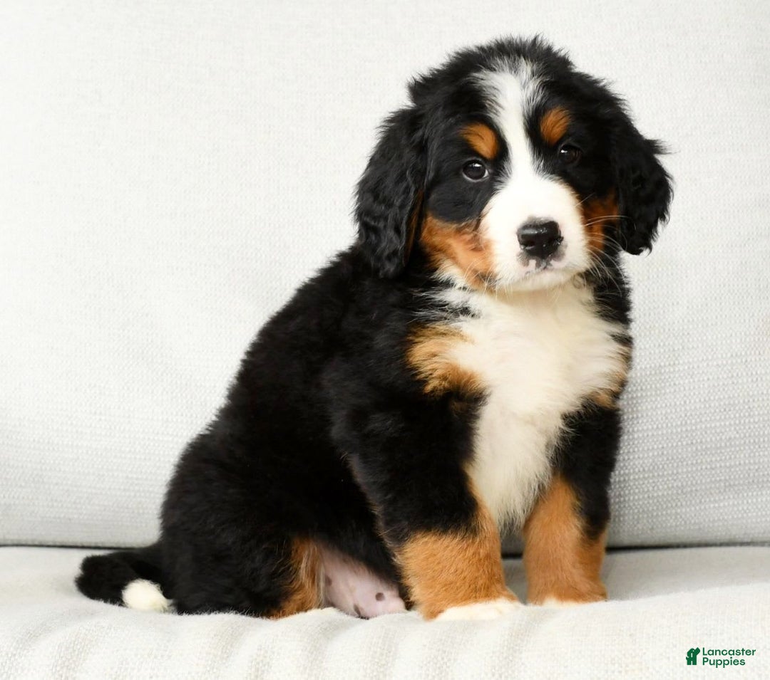 Bernese Mountain Dog dogs for sale: Ronald - Image 9