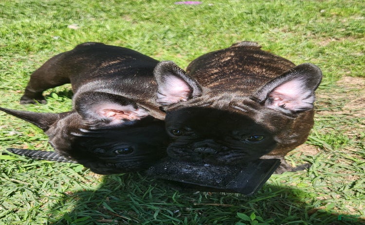 French Bulldog dogs for sale - Ad 2