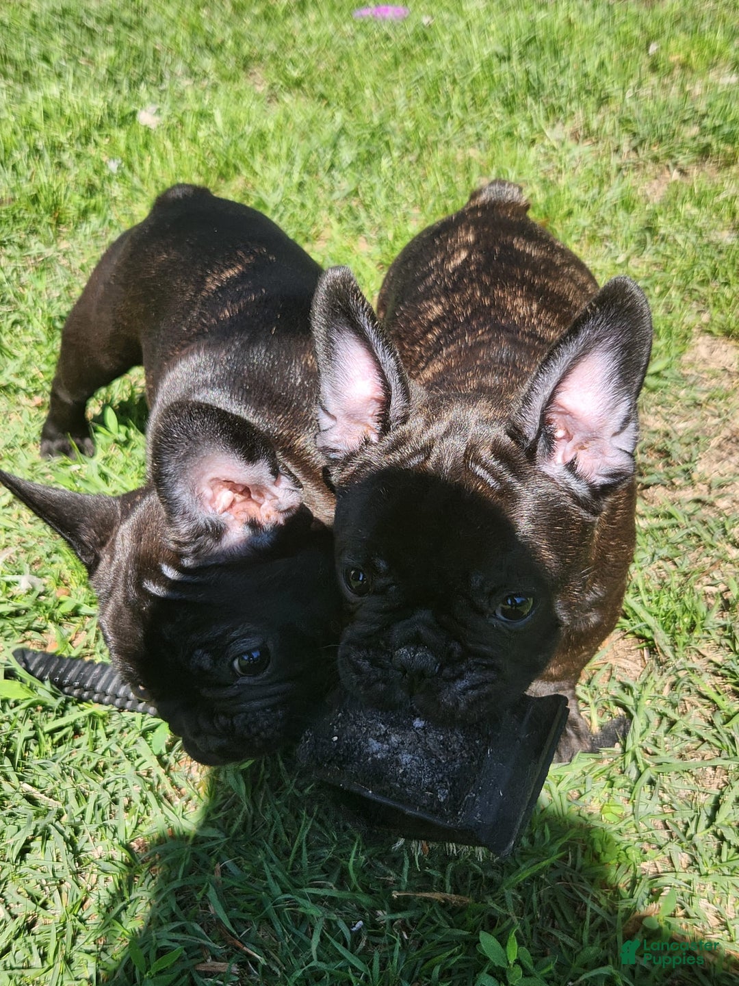 French Bulldog dogs for sale: Coco - Image 1