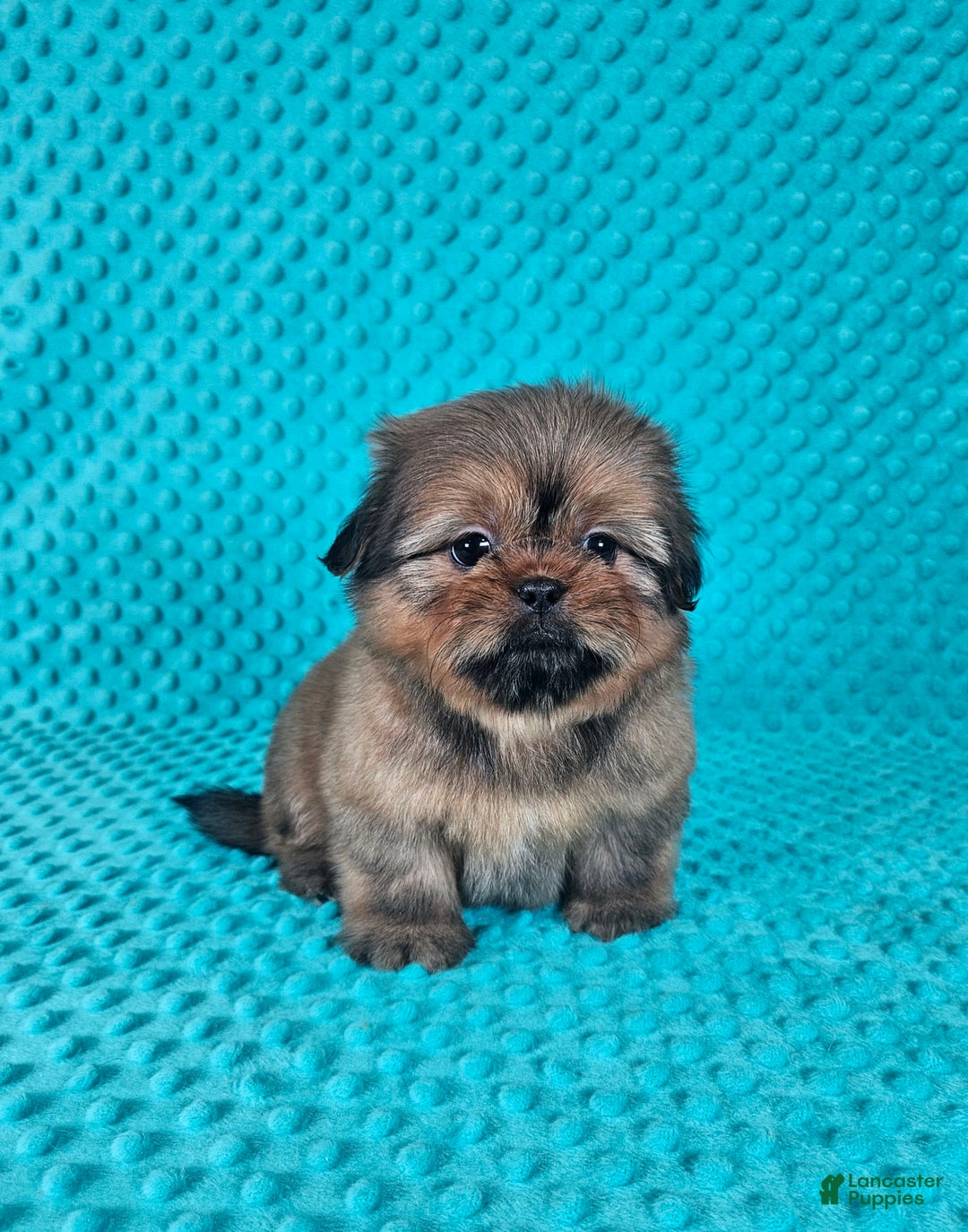 Shih Tzu dogs for sale: Cooper - Image 8