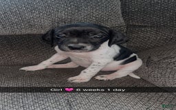 German Shorthaired Pointer dogs for sale: Gsp Puppy - Image 2