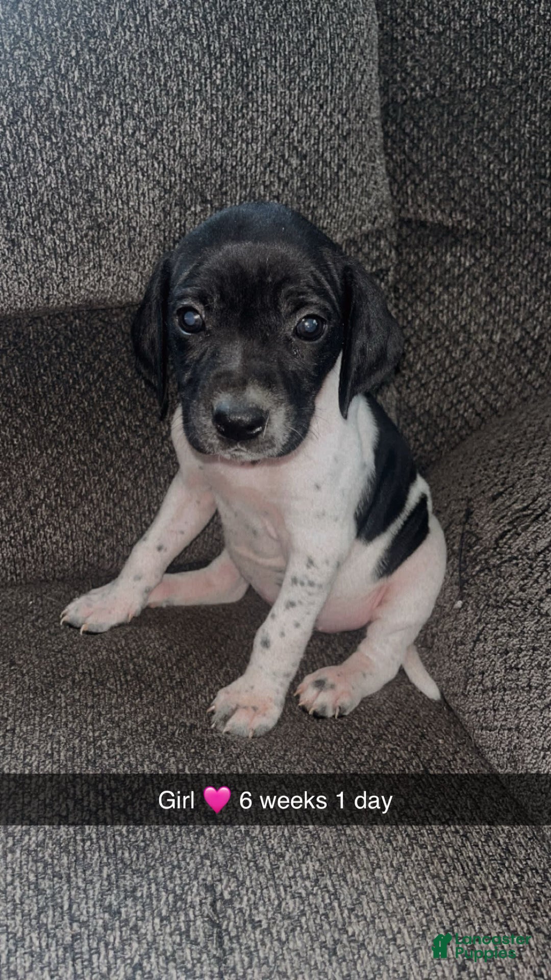 German Shorthaired Pointer dogs for sale: Gsp Puppy - Image 2