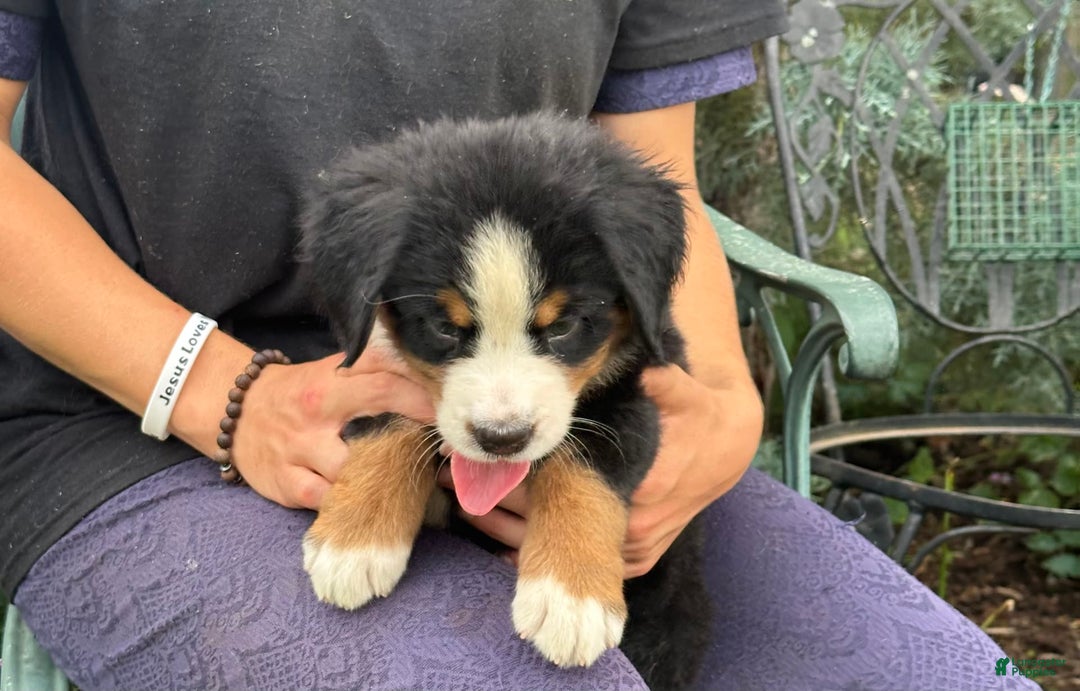Bernese Mountain Dog dogs for sale: Kaylie - Image 2