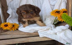 Cockapoo dogs for sale: Heaven - Image 7
