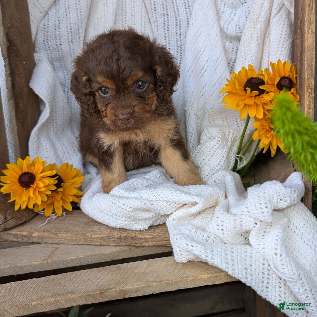 Cockapoo dogs for sale: Heaven - Image 7