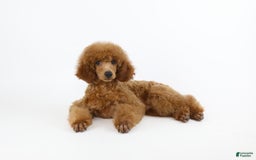 Miniature Poodle dogs for sale: Chase - Image 5