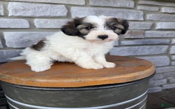 Teddy Bear dogs for sale: Elliott - Image 35