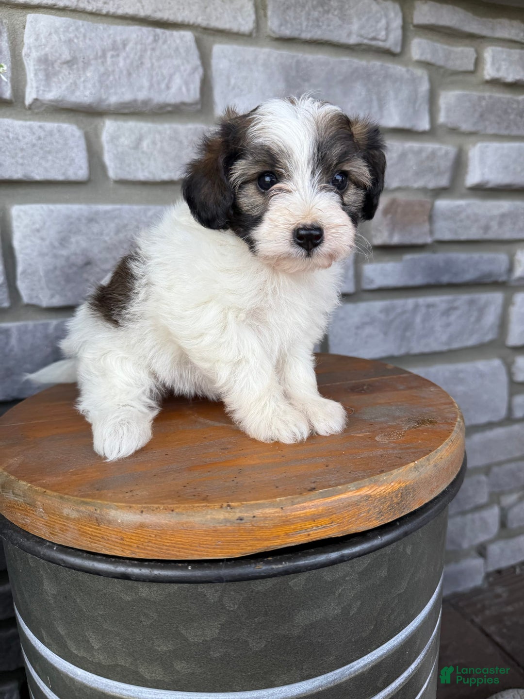 Teddy Bear dogs for sale: Elliott - Image 35