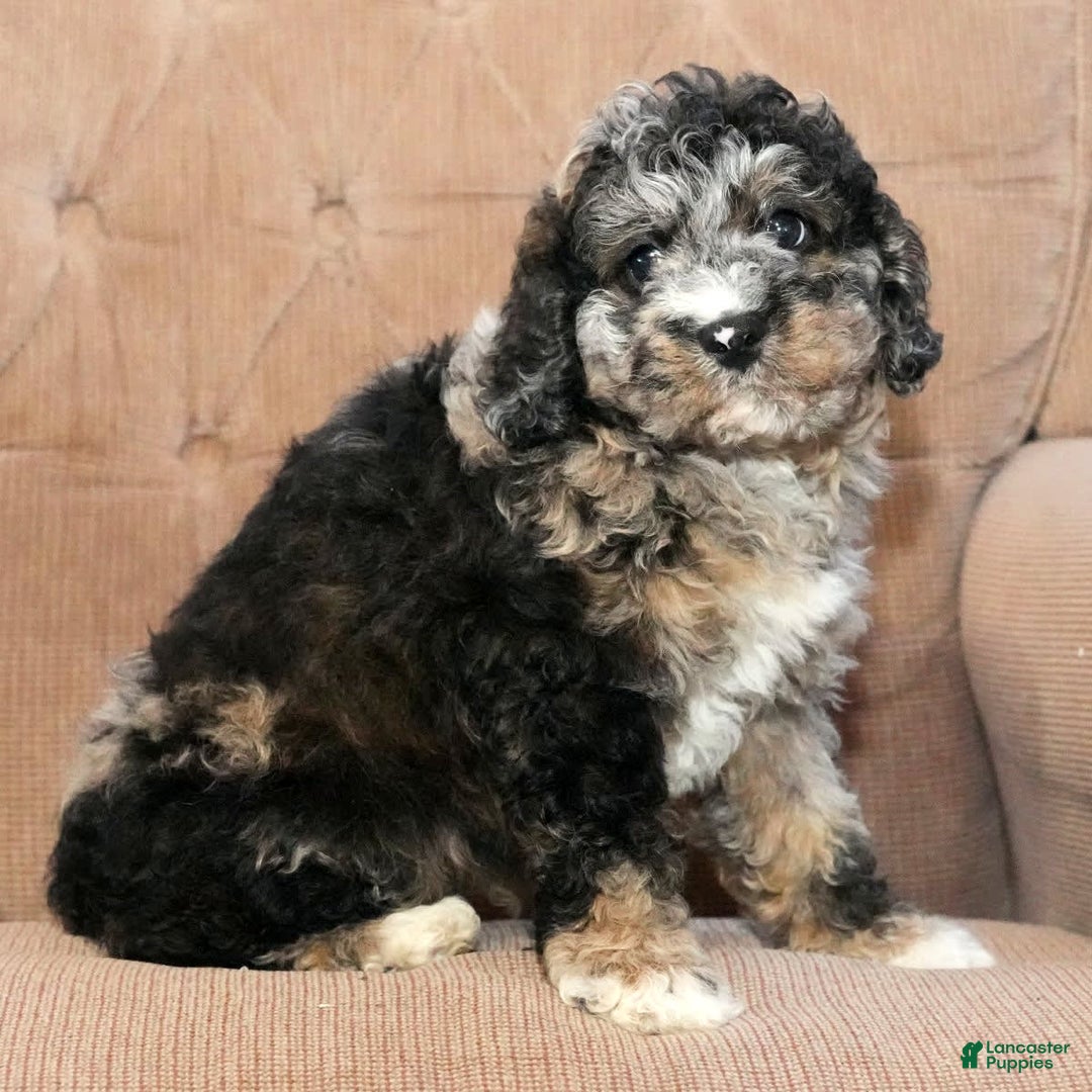 Cockapoo dogs for sale: Bo Jangles - Image 6