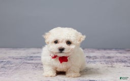 Bichon Frise dogs for sale: Pal - Image 2