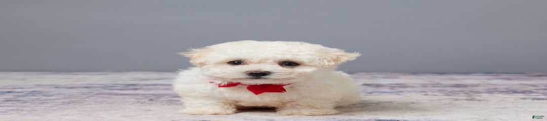 Pal