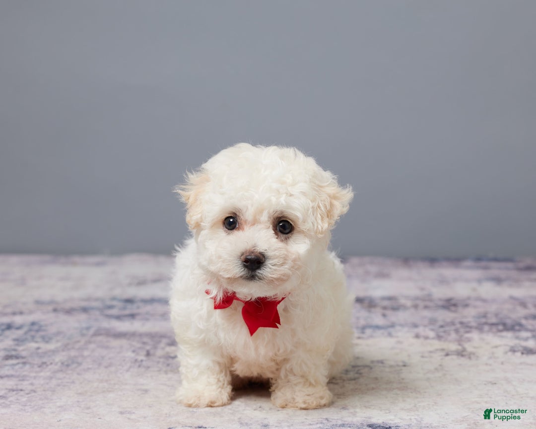 Bichon Frise dogs for sale: Pal - Image 2