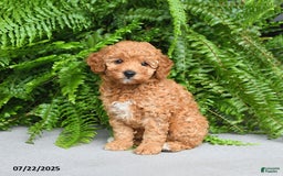 Miniature Poodle dogs for sale: Dixie - Image 3