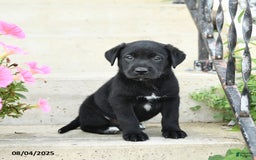 Jack Russell Terrier dogs for sale: Leo - Image 1