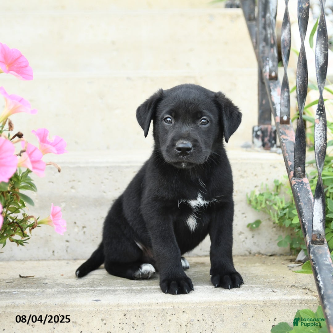 Jack Russell Terrier dogs for sale: Leo - Image 1
