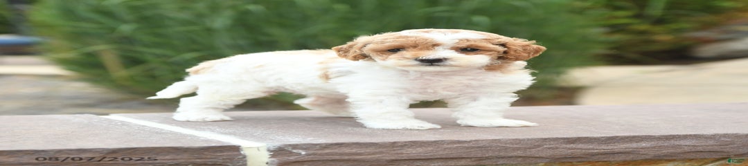 Nellie
