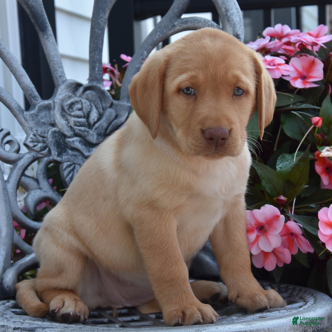 Labrador Retriever dogs for sale: Charlotte - Image 5