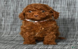 Cavapoo dogs for sale: Bobby - Image 5