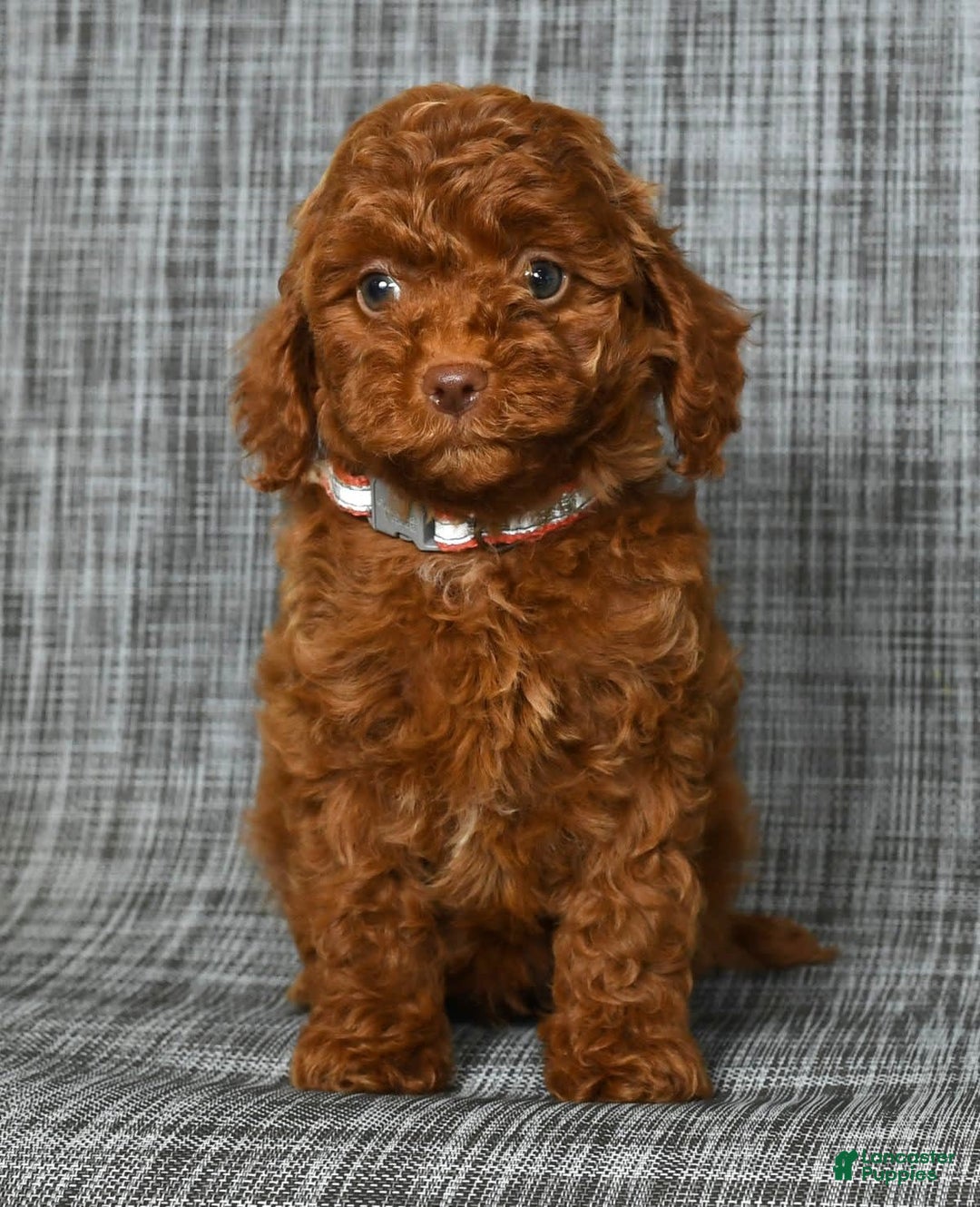 Cavapoo dogs for sale: Bobby - Image 5