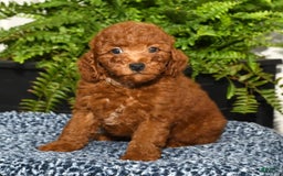Miniature Poodle dogs for sale: Zeke - Image 8