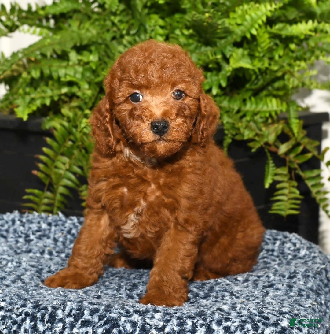 Miniature Poodle dogs for sale: Zeke - Image 8
