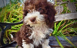 Havapoo dogs for sale: Happy - Image 7