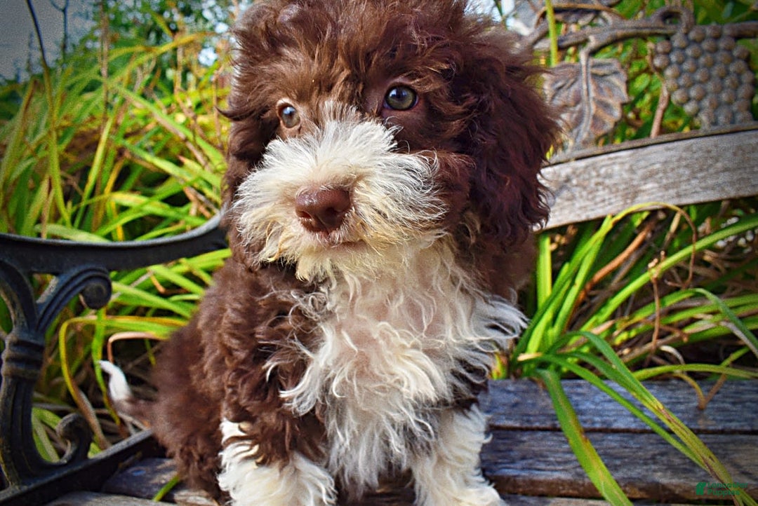 Havapoo dogs for sale: Happy - Image 7
