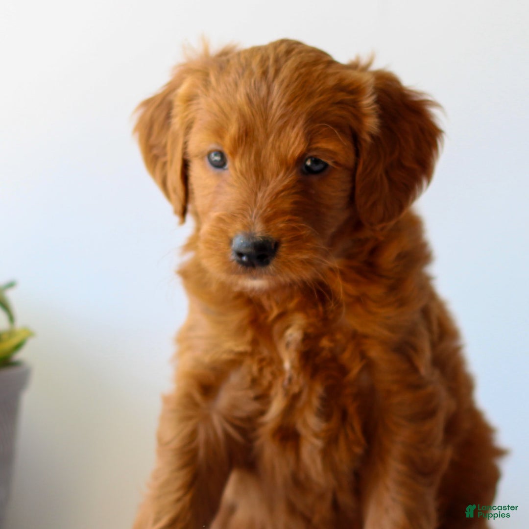 Goldendoodle dogs for sale: Ryah - Image 3