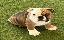 English Bulldog dogs for sale: Meatball - Image 1