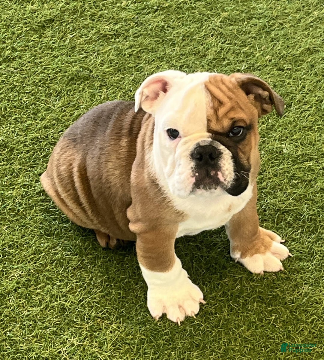 English Bulldog dogs for sale: Meatball - Image 1