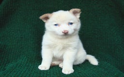 Pomsky dogs for sale: Lemon - Image 9