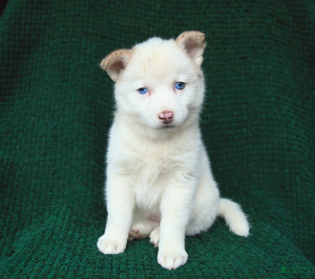 Pomsky dogs for sale: Lemon - Image 9