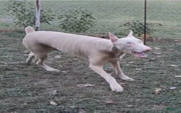 Doberman Pinscher dogs for sale: Ebony - Image 4