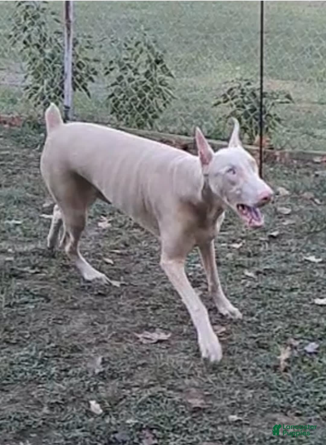 Doberman Pinscher dogs for sale: Ebony - Image 4