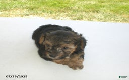 Yorkiepoo dogs for sale: Sammy - Image 5