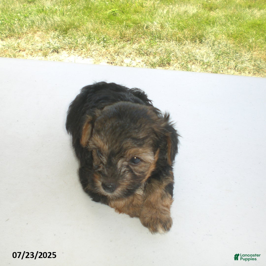 Yorkiepoo dogs for sale: Sammy - Image 5