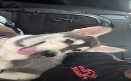 Gerberian Shepsky dogs for sale: Stormy - Image 13