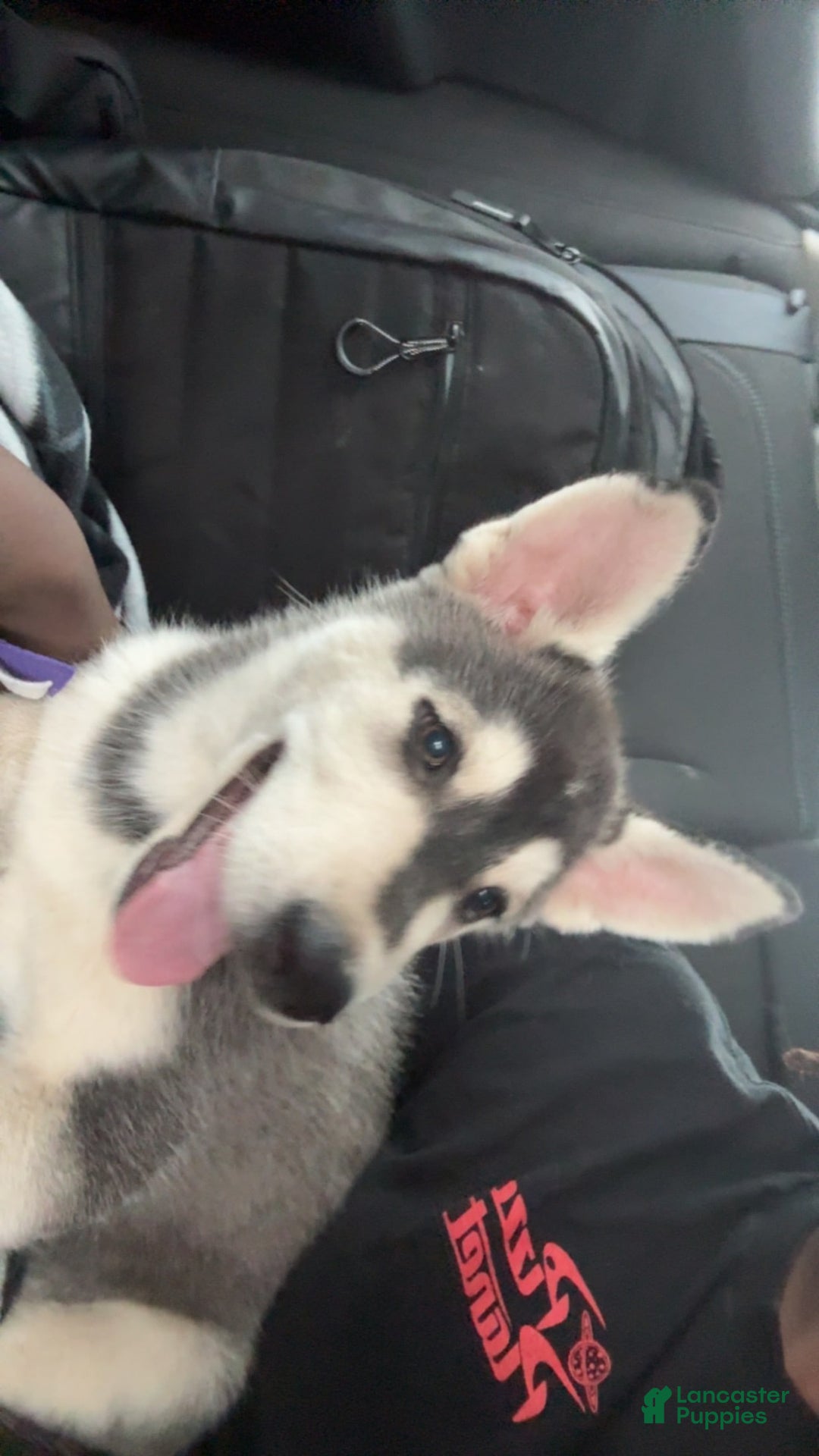 Gerberian Shepsky dogs for sale: Stormy - Image 13
