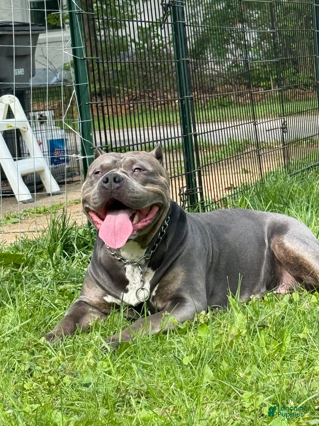 American Bully dogs for sale: Diamond - Image 18