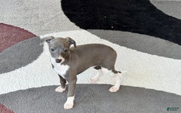Italian Greyhound dogs for sale: KK - Image 5