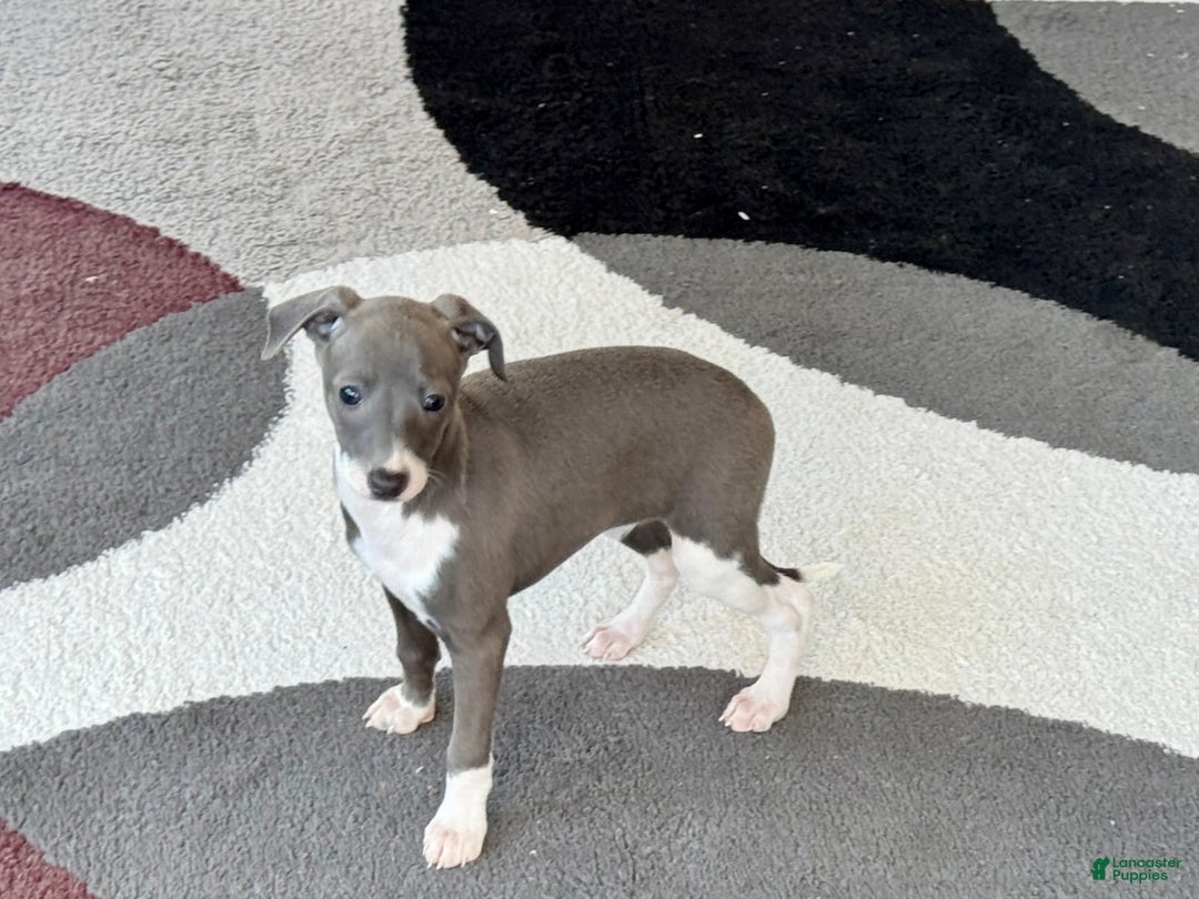 Italian Greyhound dogs for sale: KK - Image 5