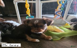 Yorkshire Terrier dogs for sale: Mr Grey - Image 2