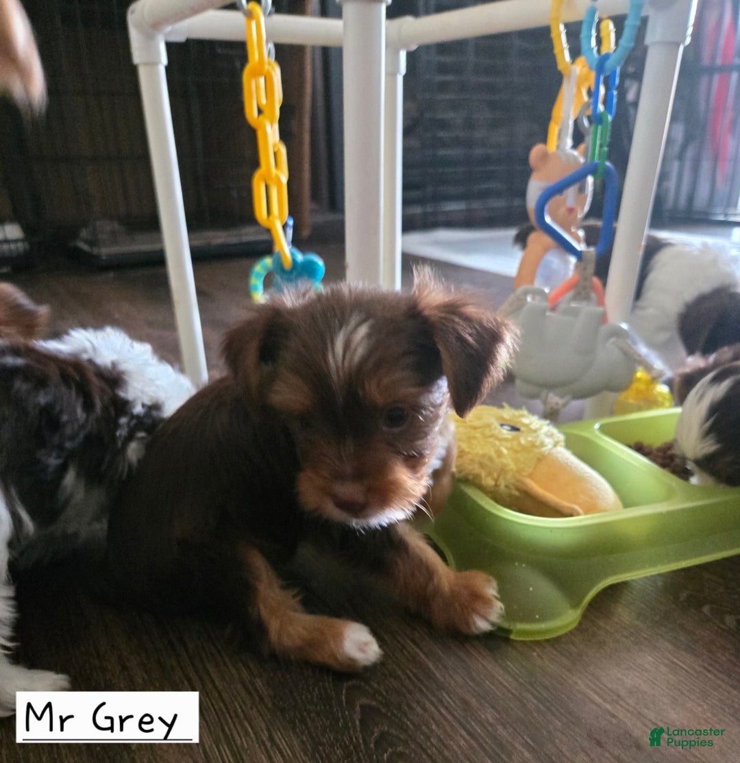 Yorkshire Terrier dogs for sale: Mr Grey - Image 2