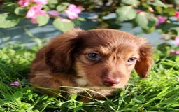 Miniature Dachshund dogs for sale: Dexter - Image 1