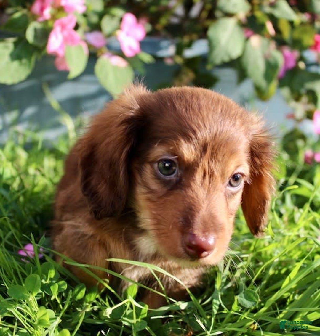 Miniature Dachshund dogs for sale: Dexter - Image 1