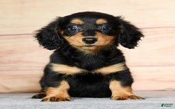 Miniature Dachshund dogs for sale: Delilah - Image 4