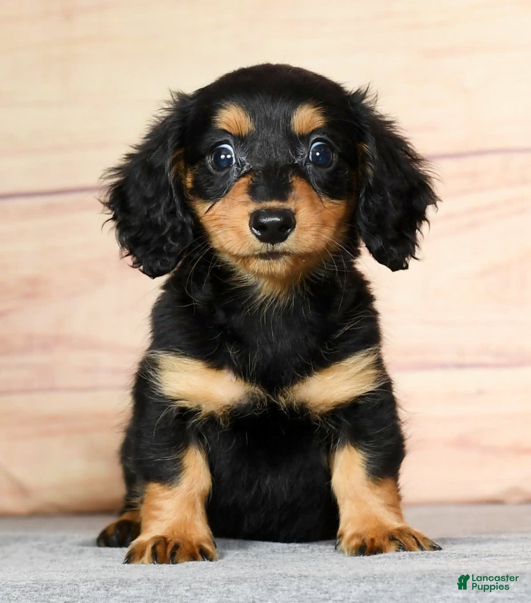 Miniature Dachshund dogs for sale: Delilah - Image 4